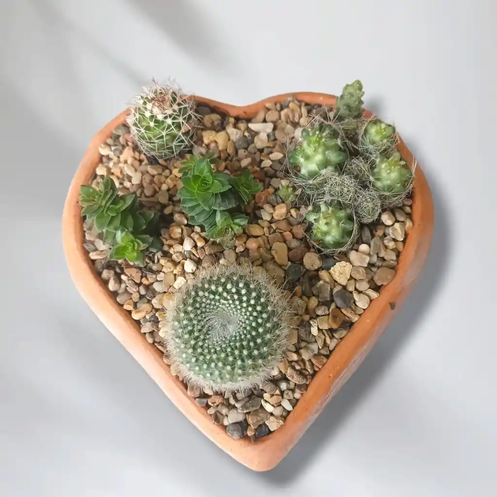 Terrario De Cactus Y Suculentas En Matera De Forma De Corazón