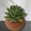 Kokedama Suculenta Pequeña