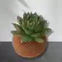 Kokedama Suculenta Pequeña