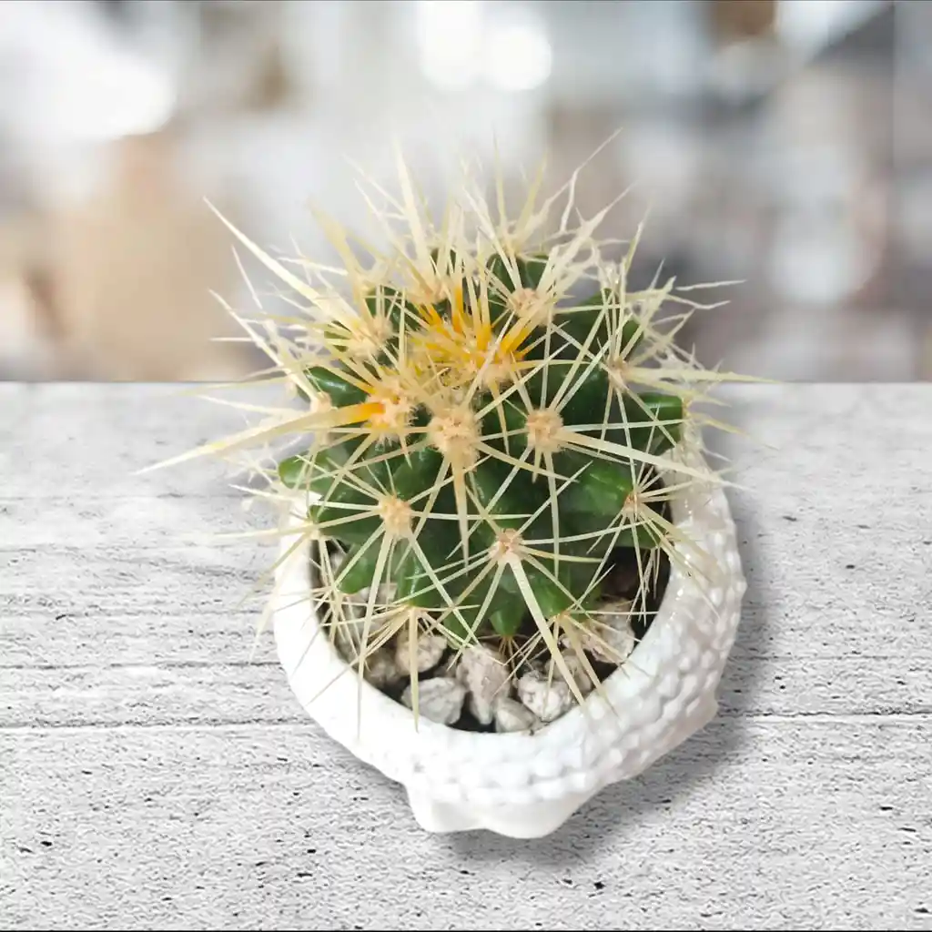 Cactus En Matera De Cabeza De Buda En Cerámica