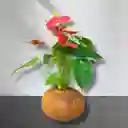 Anturio En Kokedama