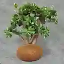 Kokedama Jade Macho Grande