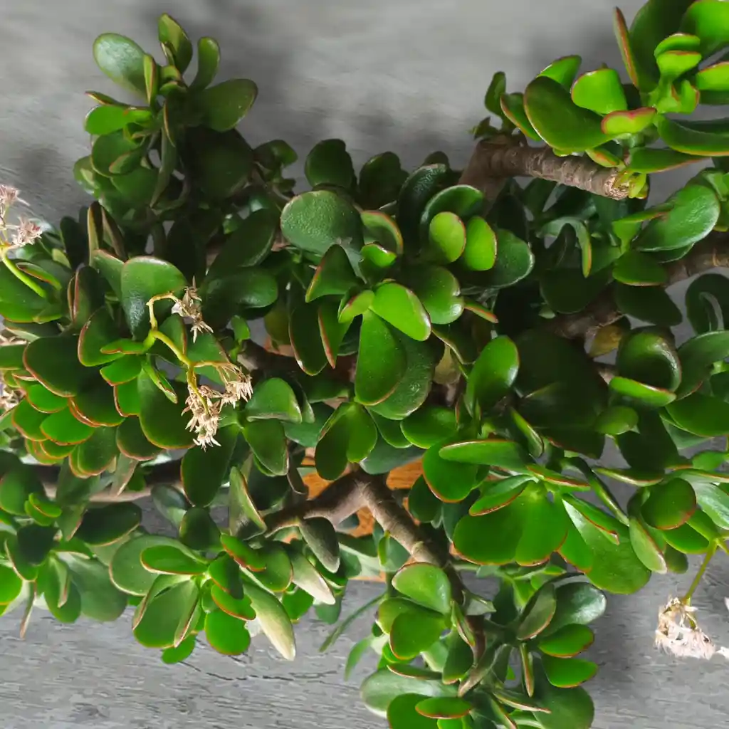 Kokedama Jade Macho Grande