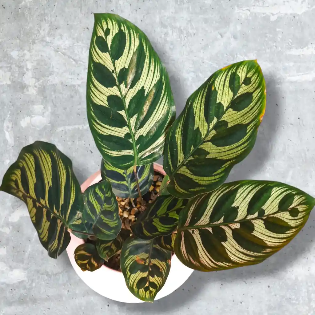 Calathea Papelito En Matera Rosada De Cerámica