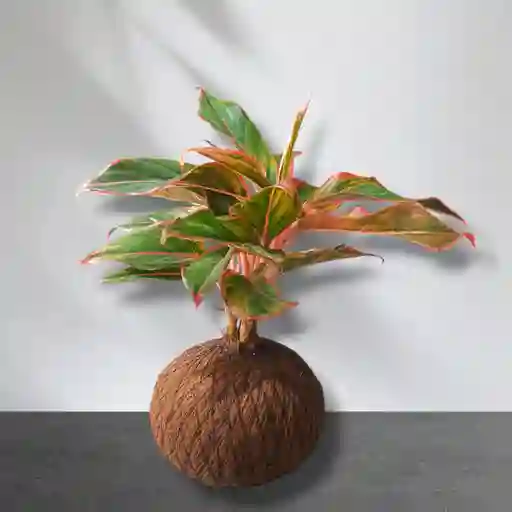 Kokedama Aglaonema