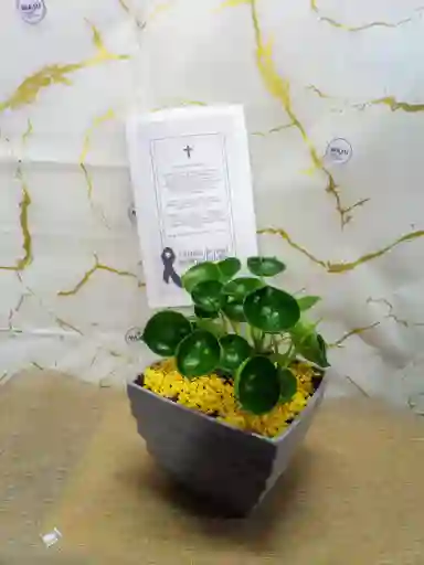 Arreglo De Planta Para Condolencia