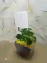 Arreglo De Planta Para Condolencia