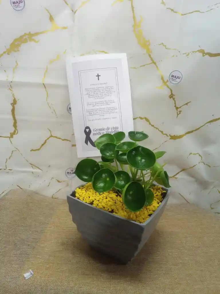 Arreglo De Planta Para Condolencia