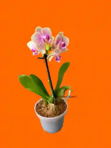 Orquídea Mini 1v Basic Pastel Con Rayitas - Sin Matera