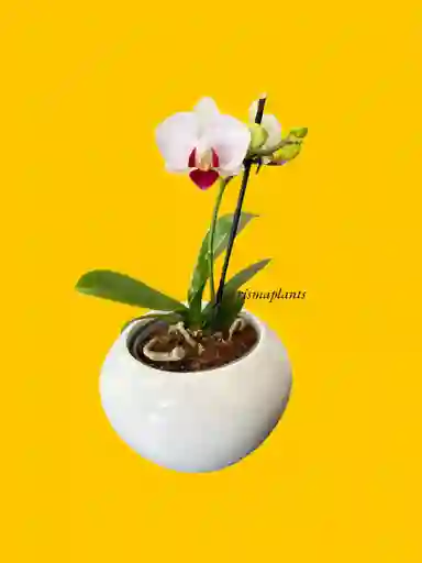Orquídea Mini 1v Blanca Centro Morado - Incluye Matera
