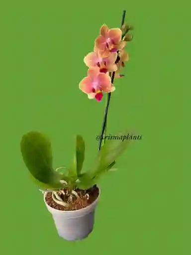 Orquídea Mini 1v Basic Curuba Centro Morado - Sin Matera