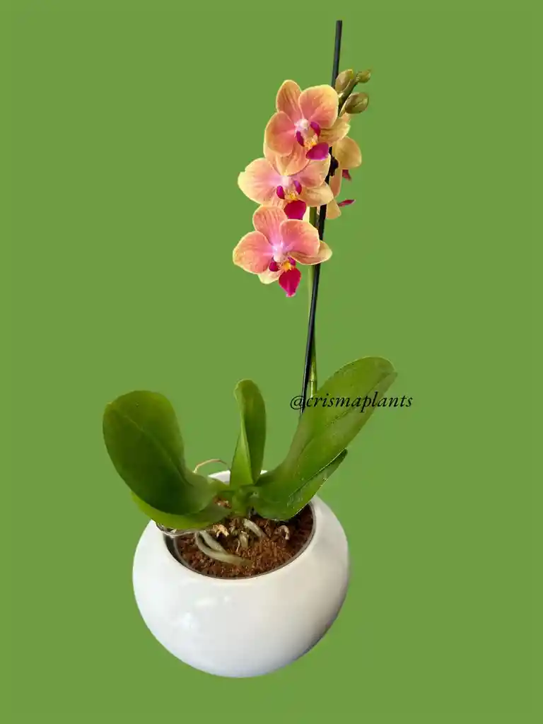 Orquídea Mini 1v Curuba Centro Morado - Incluye Matera