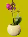 Orquídea Mini 1v Moradita - Incluye Matera