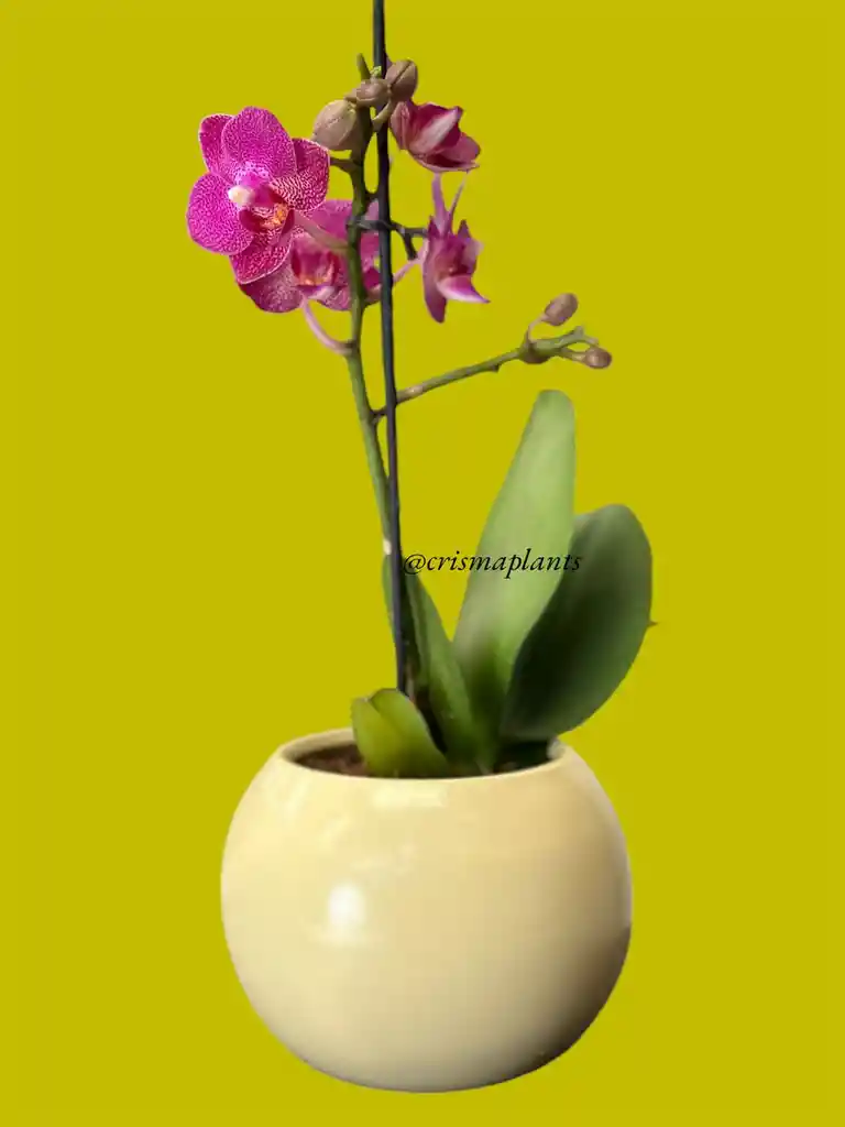 Orquídea Mini 1v Moradita - Incluye Matera