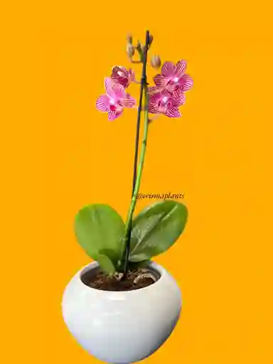 Orquídea Mini 1v Morada Rayada - Incluye Matera