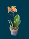 Orquídea Mini 1v Basic Amarnaranjarayada