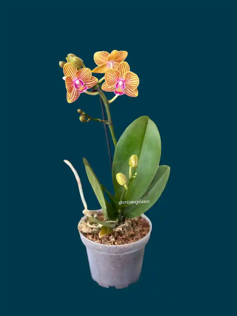 Orquídea Mini 1v Basic Amarnaranjarayada