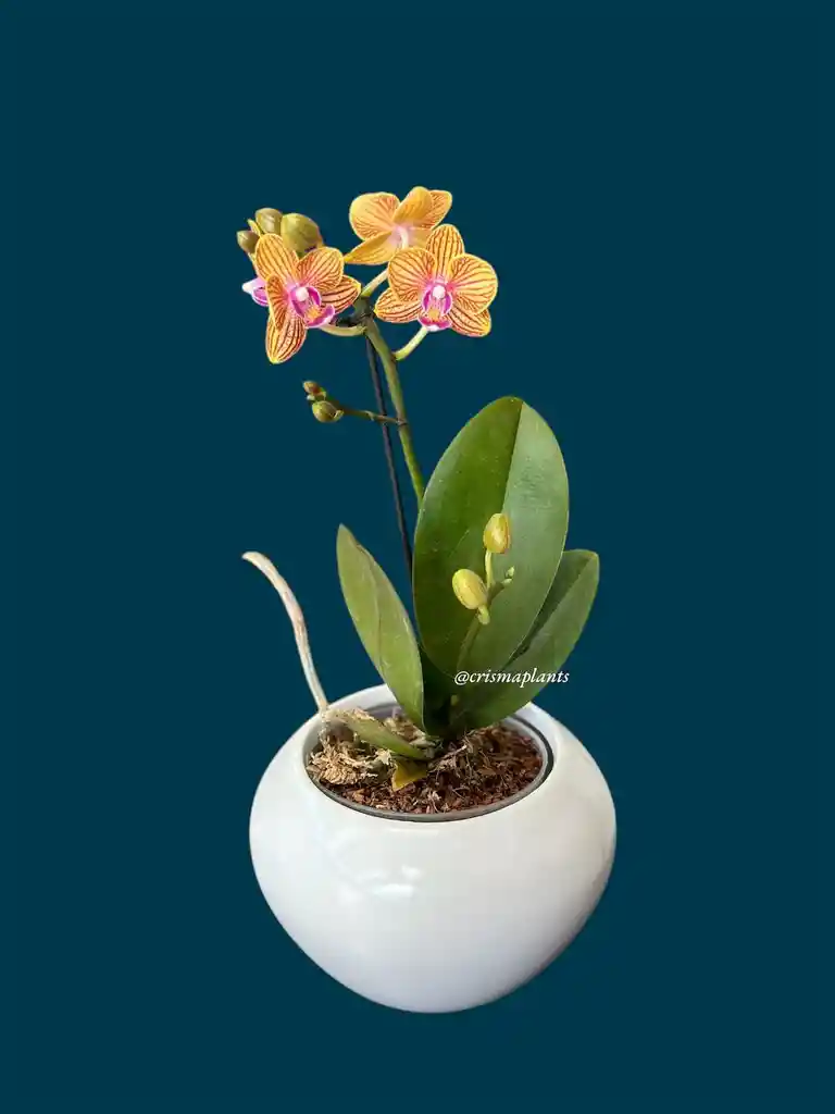 Orquídea Mini 1v Amarnaranjarayada - Incluye Matera