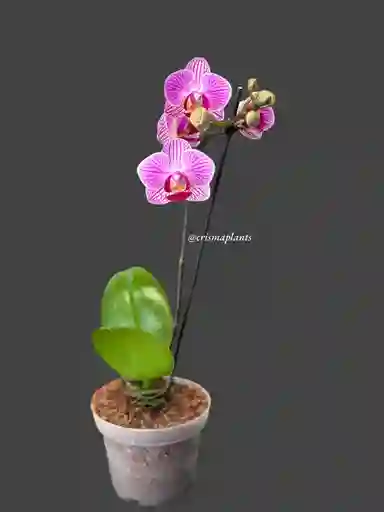 Orquídea Mini 1v Basic Rosada Rayada