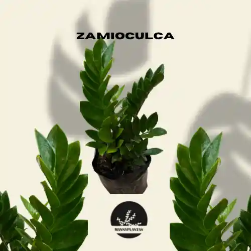 Zamioculca