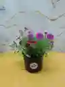 Planta Flor Gloxinas