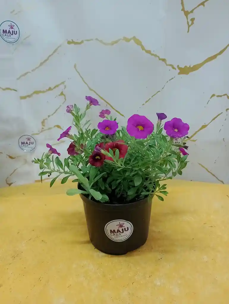 Planta Flor Gloxinas