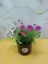Planta Flor Gloxinas