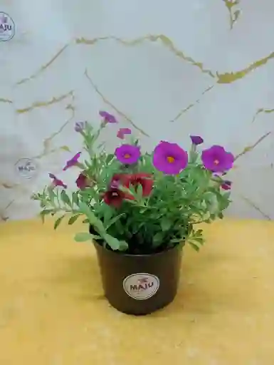 Planta Flor Gloxinas