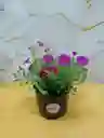 Planta Flor Gloxinas