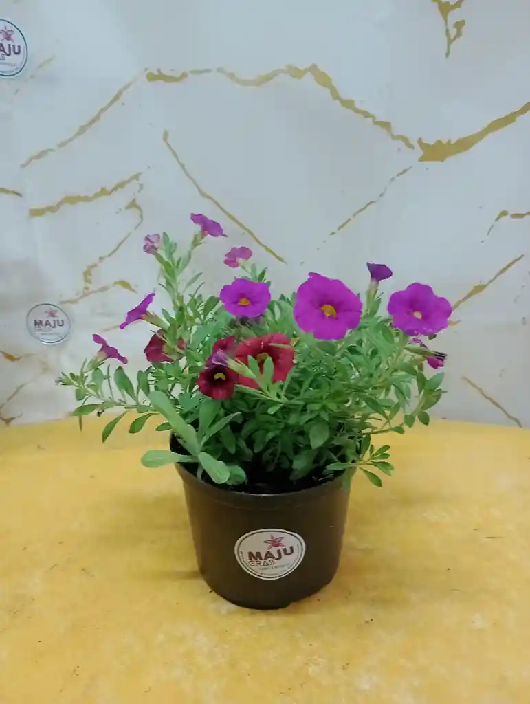 Planta Flor Gloxinas
