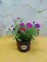Planta Flor Gloxinas