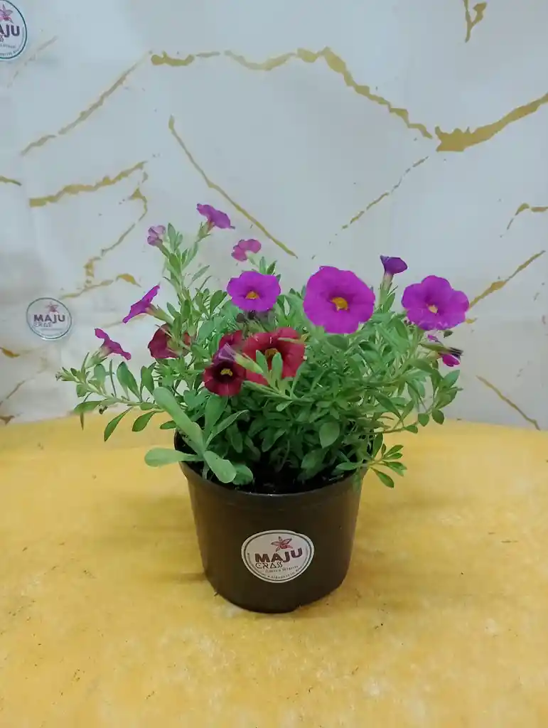 Planta Flor Gloxinas