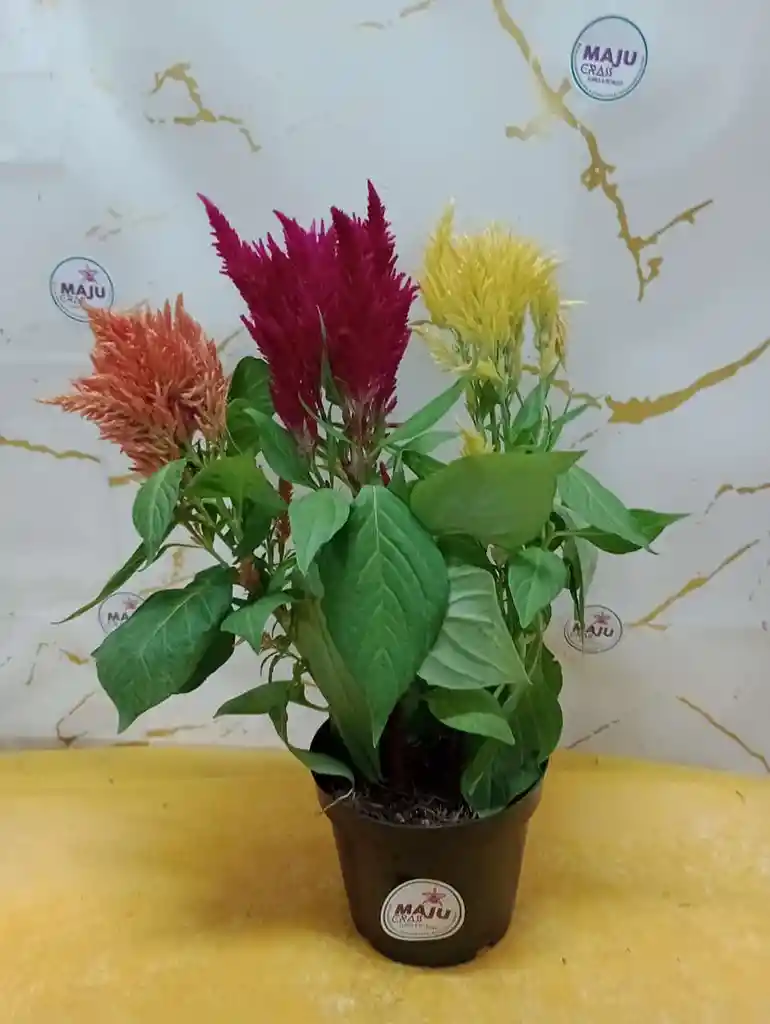 Planta Plumosos