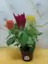 Planta Plumosos
