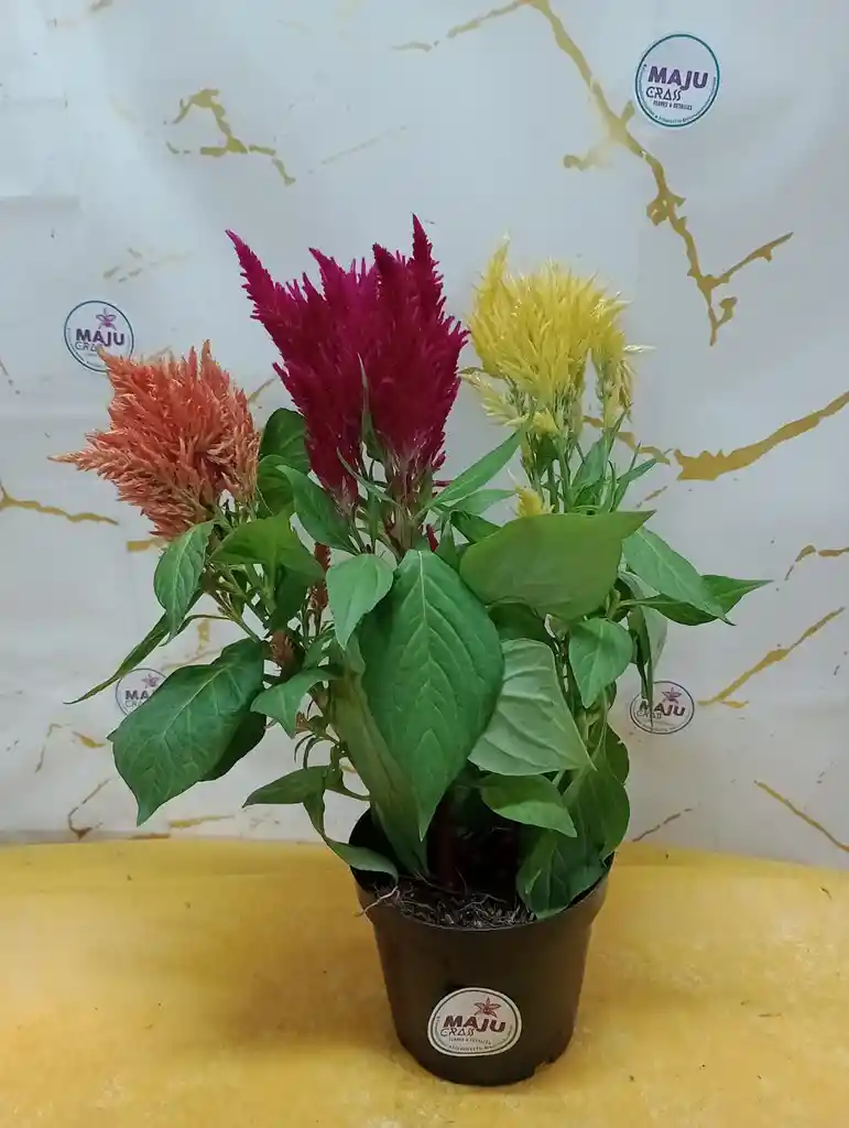 Planta Plumosos