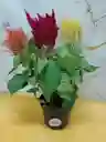 Planta Plumosos