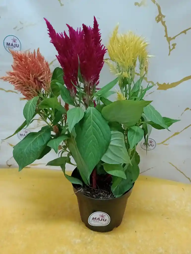 Planta Plumosos