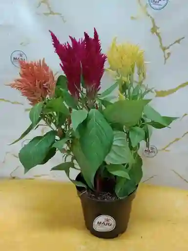 Planta Plumosos