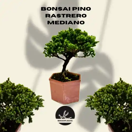 Bonsái Pino Mediano