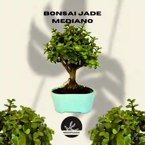 Bonsái Jade Mediano