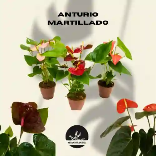 Anturio Martillado