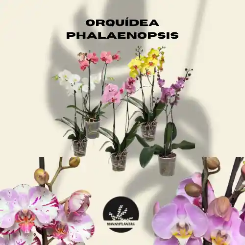 Orquídea Phalaenopsis Doble Tallo