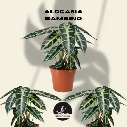 Alocasia Amazónica Bambino