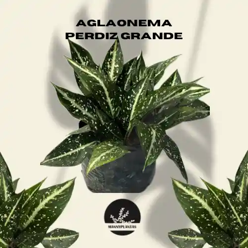 Aglaonema Perdiz Grande