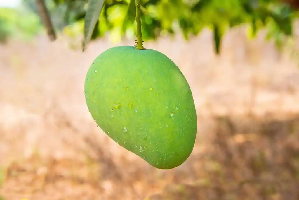 Crema De Mango Biche