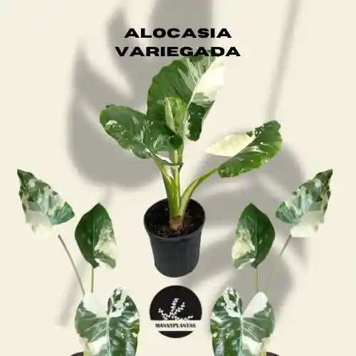 Alocasia Variegada