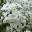 Gypsophila Unidad