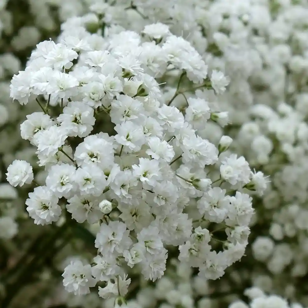 Gypsophila Unidad