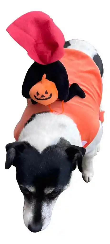 Disfraz Para Mascota Jinete Sin Cabeza