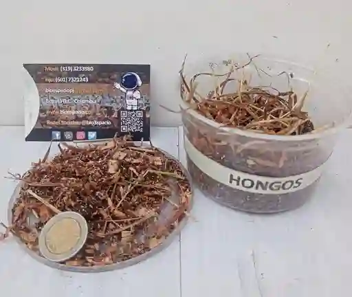 Hongos 1k